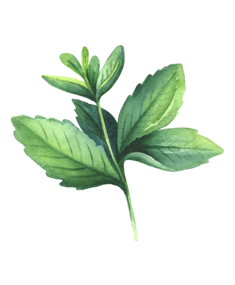Illustration einer Pfefferminzpflanze